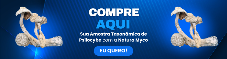 Cogumelo-albino True-albino-teacher cogumelo-tat Cogumelo-mágico-albino Cogumelo-albino-efeitos Cogumelo albino