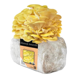 Bloco-de-cultivo-shimeji-amarelo kit-de-cultivo-shimeji-amarelo kit-de-cultivo-cogumelo-shimeji-amarelo semente-de-cogumelo-shimeji-amarelo semente-de-cogumelo-Pleurotus-citrinopileatus kit-de-cultivo-cogumelo-Pleurotus-citrinopileatus bloco de cultivo shimeji amarelo