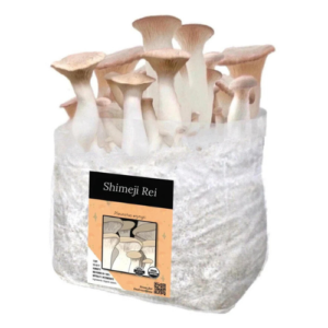 bloco-de-cultivo-shimeji-rei kit-de-cultivo-shimeji-rei semente-de-cogumelo-shimeji-rei sememte-de-cogumelo-Pleurotus-eryngii Kit-de-cultivo-cogumelo-Pleurotus-eryngii Bloco de cultivo Shimeji Rei