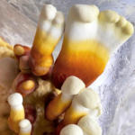 bloco-de-cultivo-cogumelo-reishi kit-de-ultivo-cogumelo-reishi cultivo-cogumelo-reishi kit-decultivo-ganoderma-lucidum bloco-de-cultivo-ganoderma-lucidum bloco-de-cultivo-reishi bloco de cultivo cogumelo reishi