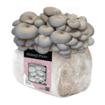 Bloco-de-cultivo-shimeji-preto Bloco-de-cultivo-cogumelo-shimeji-preto Kit-de-cultivo-Shimeji-preto Bloco-de-cultivo-Pleurotus-ostreatus kit-de-cultivo-Pleurotus-ostreatus semente-de-cogumelo-Pleurotus-ostreatus Sement-de-cogumelo-shimeji-preto Bloco de cultivo shimeji preto