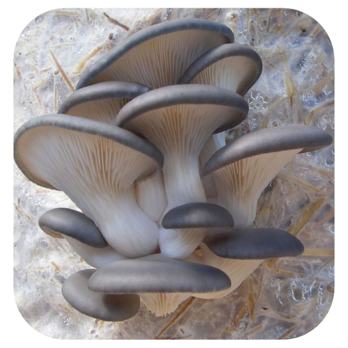 Bloco-de-cultivo-shimeji-preto Bloco-de-cultivo-cogumelo-shimeji-preto Kit-de-cultivo-Shimeji-preto Bloco-de-cultivo-Pleurotus-ostreatus kit-de-cultivo-Pleurotus-ostreatus semente-de-cogumelo-Pleurotus-ostreatus Sement-de-cogumelo-shimeji-preto Bloco de cultivo shimeji preto