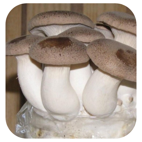 bloco-de-cultivo-shimeji-rei kit-de-cultivo-shimeji-rei semente-de-cogumelo-shimeji-rei sememte-de-cogumelo-Pleurotus-eryngii Kit-de-cultivo-cogumelo-Pleurotus-eryngii Bloco de cultivo Shimeji rei