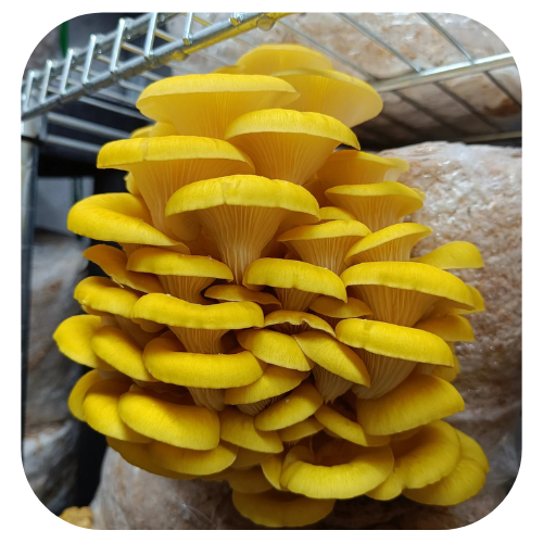 Bloco-de-cultivo-shimeji-amarelo kit-de-cultivo-shimeji-amarelo kit-de-cultivo-cogumelo-shimeji-amarelo semente-de-cogumelo-shimeji-amarelo semente-de-cogumelo-Pleurotus-citrinopileatus kit-de-cultivo-cogumelo-Pleurotus-citrinopileatus bloco de cultivo shimeji amarelo