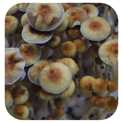 Cultura líquida B+ - Psilocybe Cubensis 1 cultura-líquida-B+ Cultura-líquida-psilocybe-cubensis-B+ Psilocybe-cubensis-B+ Cogumelos-mágicos Cultura líquida B+