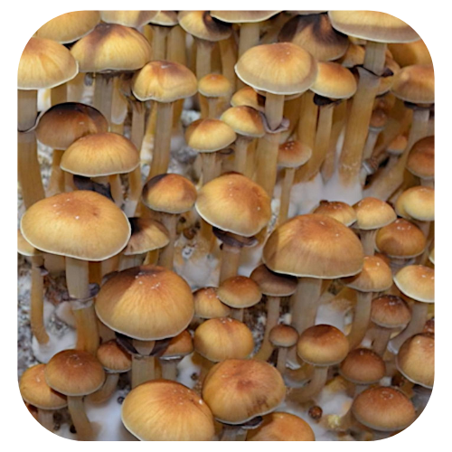 Cultura-líquida-Cambodian Cultura-líquida-psilocybe-cubensis-cambodian cultura-líquida-cogumelo-mágico-comprar cultura-líquda-pslocybe-cubensis Cultura líquida Cambodian