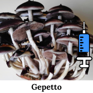 cultura-líquida-Gepetto Cultura-líquida-psilocybe-cubensis-gepetto cultura-líquida-cogumelo-mágico cultura-líquida-psilocybe-cubensis Cultura Líquida Gepetto