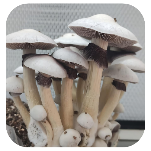 cultura-líquida-Gepetto Cultura-líquida-psilocybe-cubensis-gepetto cultura-líquida-cogumelo-mágico cultura-líquida-psilocybe-cubensis Cultura Líquida Gepetto