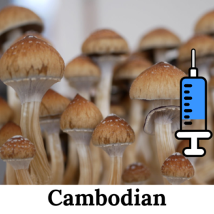 Cultura-líquida-Cambodian Cultura-líquida-psilocybe-cubensis-cambodian cultura-líquida-cogumelo-mágico-comprar cultura-líquda-pslocybe-cubensis Cultura líquida Cambodian