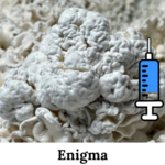 cultura-líquida-enigma culturalíquida-psilocybe-cubensis-enigma psilocybe-cubensis-enigma cogumelo-enigma cultivo-de-cogumelos-mágicos cultura líquida enigma