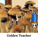 Cultura-liquida-golden-teacher Cogumelos-golden-teacher culltura-liquida-psilocybe-cubensis Cultura líquida golden teacher