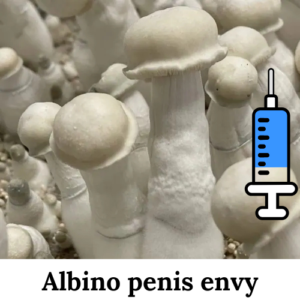 cultura-líquida-albino-penis-envy Cultura-líquida-albino-envy cultura-líquida-cogumelo-mágico cultura-líquida-psilocybe-cubensis cultura-líquida-psilocybe-cubensis-albino-penis-envy cultura líquida albino penis envy