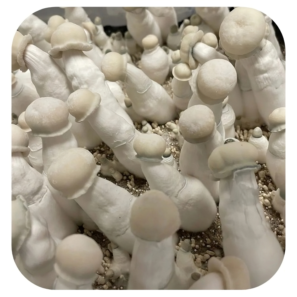 cultura-líquida-albino-penis-envy Cultura-líquida-albino-envy cultura-líquida-cogumelo-mágico cultura-líquida-psilocybe-cubensis cultura-líquida-psilocybe-cubensis-albino-penis-envy cultura líquida albino penis envy