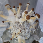 Kit-de-cultivo-fácil-PFTEK Kit-de-culivo-psilocybe-cubensis kit-de-cultivo-cogumelos-mágicos PFtek-cogumelos-mágicos Pftek-cogumelo-B+ Kit de cultivo fácil (PFTek)