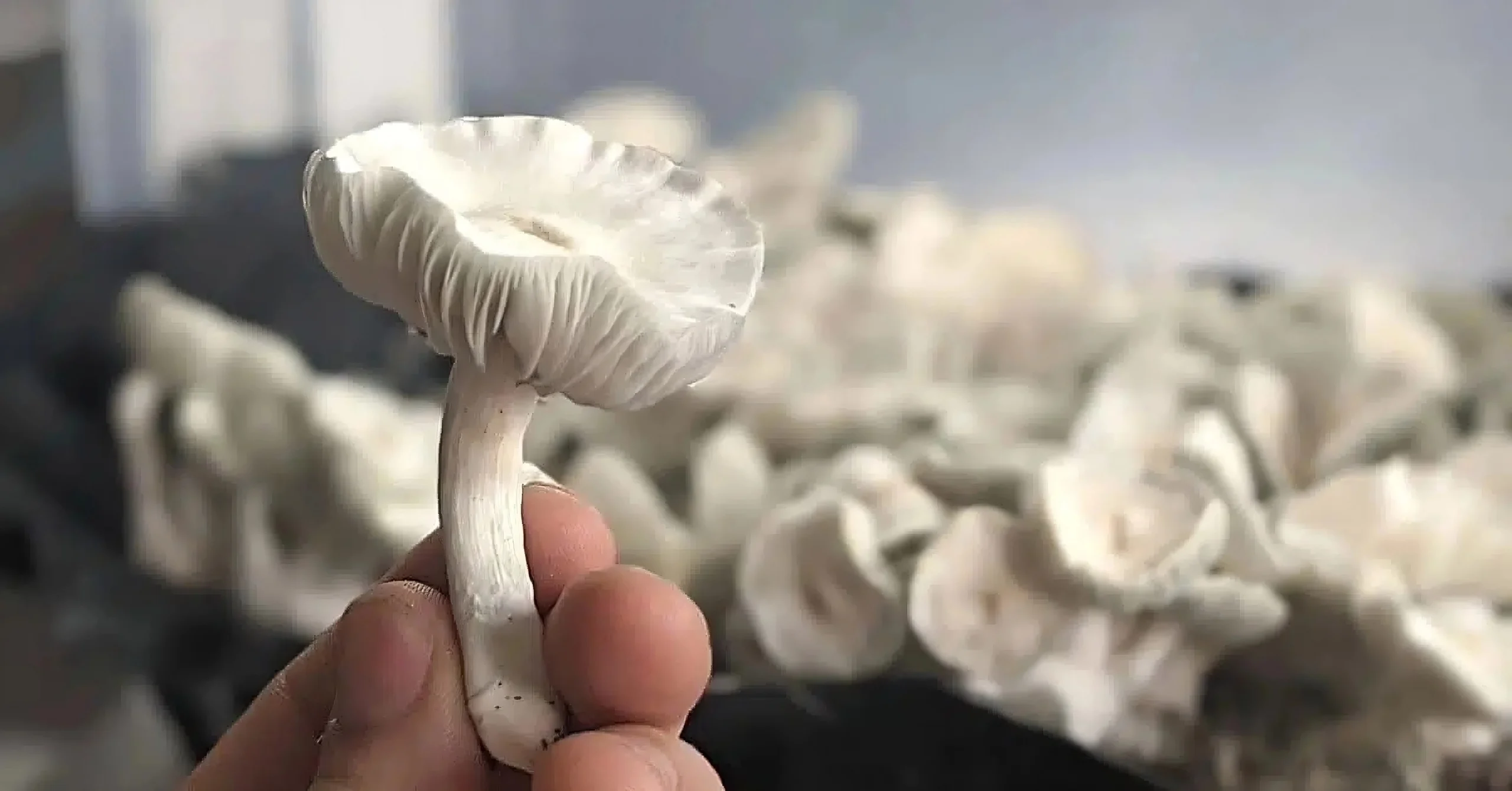 Cogumelo-albino True-albino-teacher cogumelo-tat Cogumelo-mágico-albino Cogumelo-albino-efeitos Cogumelo albino