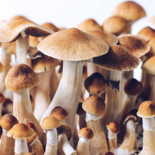 Psilocybe-cubensis cogumelo-psilocybe-cubensis quais-as-espécies-de-cogumelos-mágicos Psilocybe cubensis Cogumelos-mágicos-são-ilegais? Efeitos-cogumelos-mágicos Psilocybe cubensis