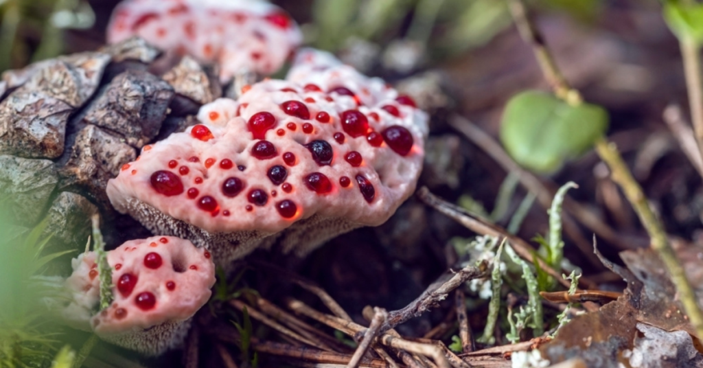 Cogumelos-exóticos melhores-cogumelos-para-saúde Cogumelos-que-possuem-benefícios-para-saúde Cordyceps-militaris cogumelo-Reishi