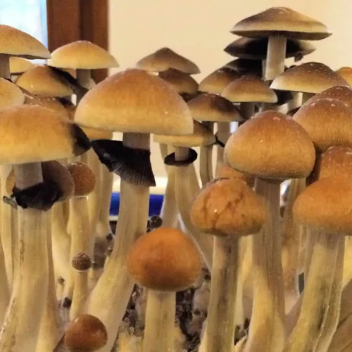 Psilocybe-cubensis cogumelo-psilocybe-cubensis quais-as-espécies-de-cogumelos-mágicos Psilocybe cubensis Cogumelos-mágicos-são-ilegais? Efeitos-cogumelos-mágicos Psilocybe cubensis