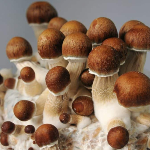 Psilocybe-cubensis cogumelo-psilocybe-cubensis quais-as-espécies-de-cogumelos-mágicos Psilocybe cubensis Cogumelos-mágicos-são-ilegais? Efeitos-cogumelos-mágicos Psilocybe cubensis