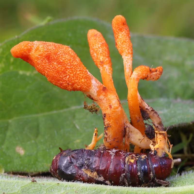 Cogumelos-exóticos melhores-cogumelos-para-saúde Cogumelos-que-possuem-benefícios-para-saúde Cordyceps-militaris cogumelo-Reishi