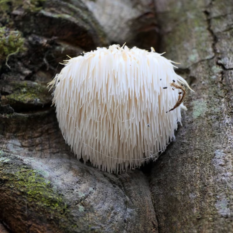 Cogumelos-exóticos melhores-cogumelos-para-saúde Cogumelos-que-possuem-benefícios-para-saúde Cordyceps-militaris cogumelo-Reishi