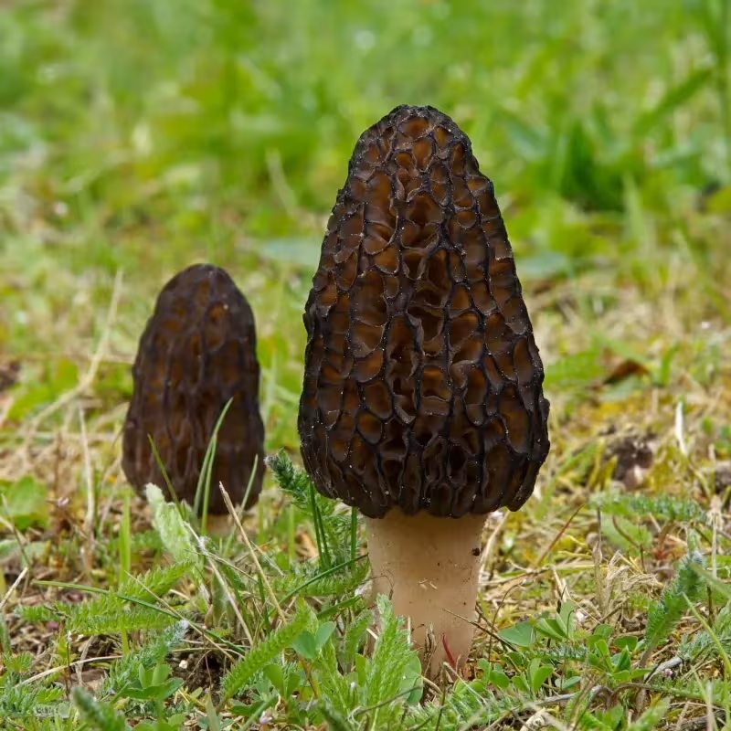 Cogumelos-exóticos melhores-cogumelos-para-saúde Cogumelos-que-possuem-benefícios-para-saúde Cordyceps-militaris cogumelo-Reishi