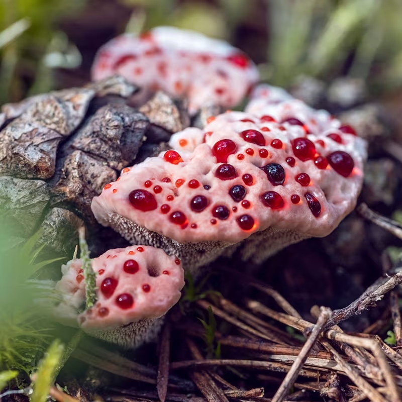 Cogumelos-exóticos melhores-cogumelos-para-saúde Cogumelos-que-possuem-benefícios-para-saúde Cordyceps-militaris cogumelo-Reishi