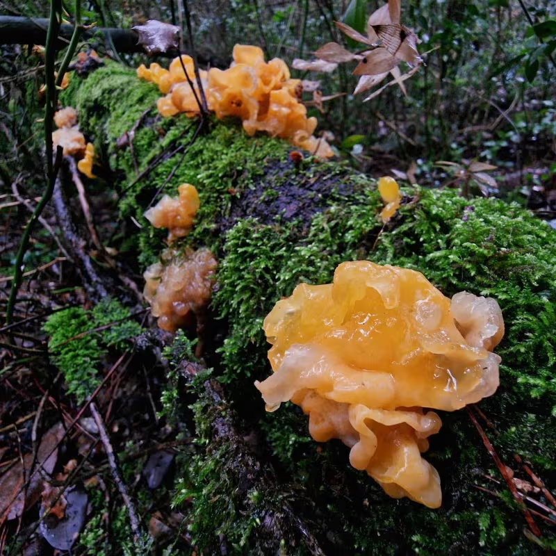 Cogumelos-exóticos melhores-cogumelos-para-saúde Cogumelos-que-possuem-benefícios-para-saúde Cordyceps-militaris cogumelo-Reishi