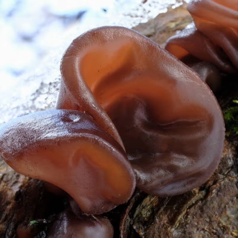 Cogumelos-exóticos melhores-cogumelos-para-saúde Cogumelos-que-possuem-benefícios-para-saúde Cordyceps-militaris cogumelo-Reishi