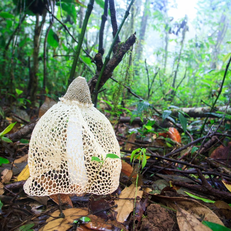 Cogumelos-exóticos melhores-cogumelos-para-saúde Cogumelos-que-possuem-benefícios-para-saúde Cordyceps-militaris cogumelo-Reishi