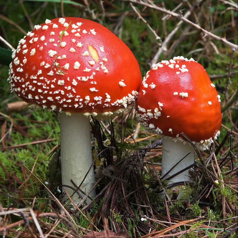 Cogumelos-exóticos melhores-cogumelos-para-saúde Cogumelos-que-possuem-benefícios-para-saúde Cordyceps-militaris cogumelo-Reishi