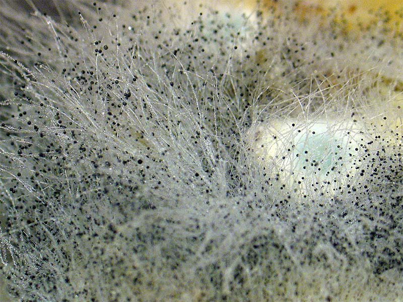 Contaminações-no-cultivo-de-cogumelo contaminações-comuns-no-cultivo-de-cogumelos como-identificar-contaminações-no-cultivo-de-cogumelos principais-contaminações-no-cultivo-de-cogumelos Como-evitar-contaminações-no-cultivo-de-cogumelos contaminações comuns no cultivo de cogumelos