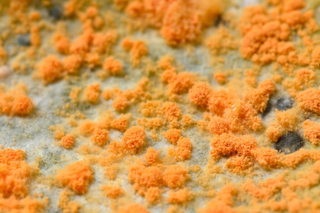 Contaminações-no-cultivo-de-cogumelo contaminações-comuns-no-cultivo-de-cogumelos como-identificar-contaminações-no-cultivo-de-cogumelos principais-contaminações-no-cultivo-de-cogumelos Como-evitar-contaminações-no-cultivo-de-cogumelos contaminações comuns no cultivo de cogumelos