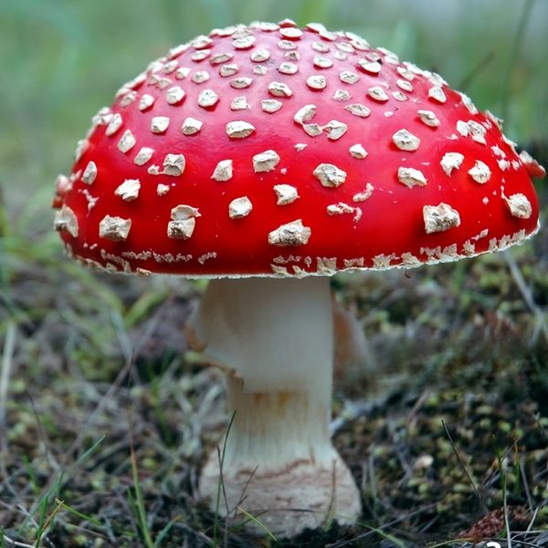 Amanita-Muscaria Cogumelo-do-mario Cogumelo-Amanita Amanita-desidratado Amanita-muscaria-comprar Amanita Muscaria