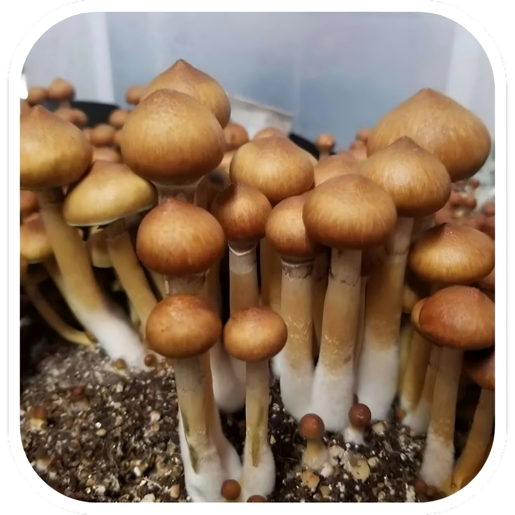Cogumelo-Cambodian cogumelo-mágico-cambodian Psilocybe-cubensis-cambodian cogumelo-alucinógeno Psilocybe-cubensis-10g Cogumelo cambodian