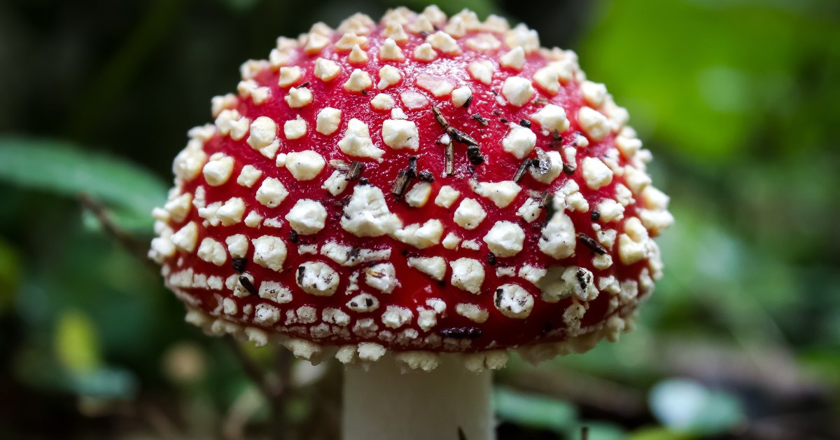 Amanita-muscaria

Efeitos-amanita-muscaria

Dosagens-amanita-muscaria

Modo-de-preparo-amanita-muscaria

Cogumelo-do-mario

Amanita muscaria