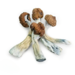 Cogumelo-Cambodian cogumelo-mágico-cambodian Psilocybe-cubensis-cambodian cogumelo-alucinógeno Psilocybe-cubensis-10g Cogumelo cambodian
