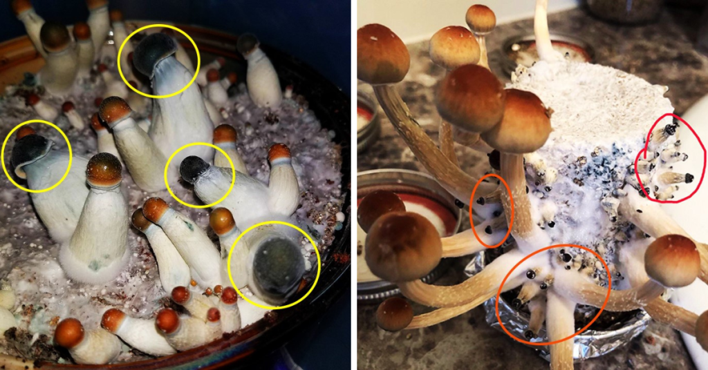 Abortos no Cultivo de Cogumelos Cogumelos não crescem o que pode ser? Cogumelos pretos Cultivo de cogumelos Umidade alta no cultivo de cogumelos