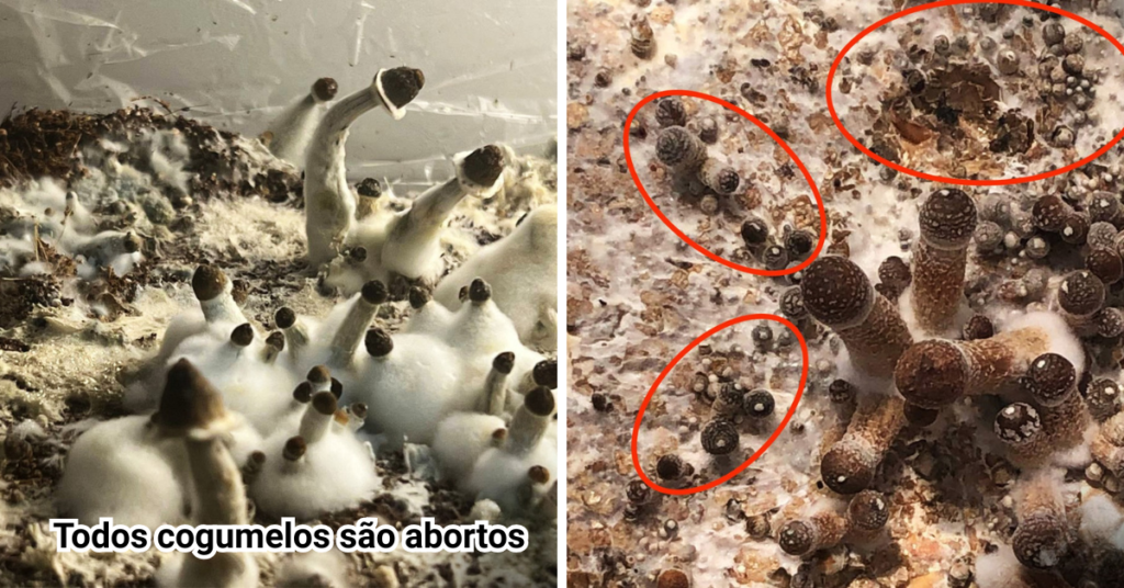 Abortos no Cultivo de Cogumelos Cogumelos não crescem o que pode ser? Cogumelos pretos Cultivo de cogumelos Umidade alta no cultivo de cogumelos