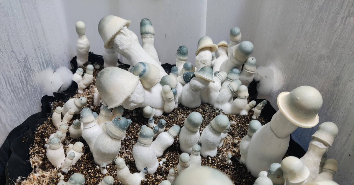 Albino Penis Envy Cogumelo albino penis envy Cogumelo APE Psilocybe cubensis Albino Penis Envy Cogumelo mágico Albino Penis Envy