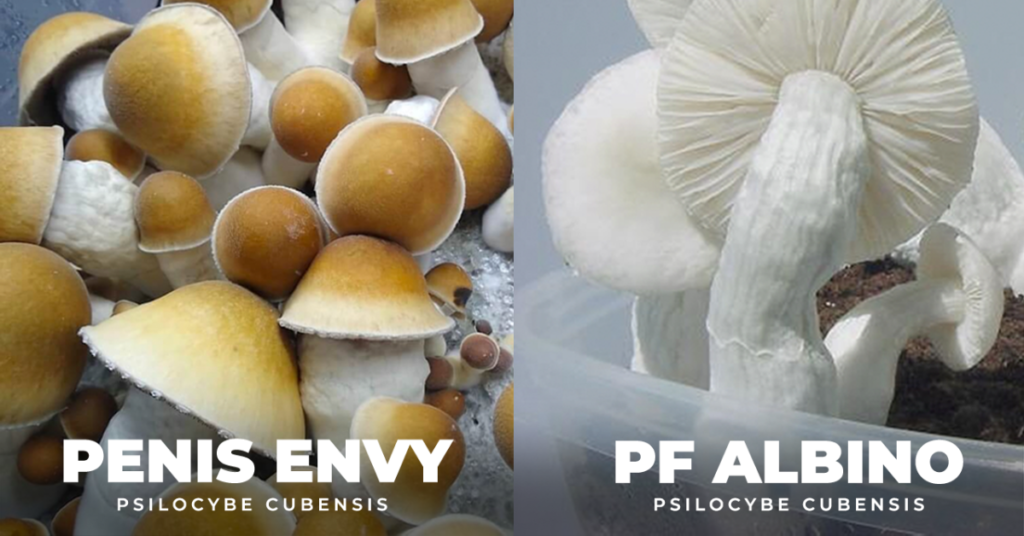 Albino Penis Envy Cogumelo albino penis envy Cogumelo APE Psilocybe cubensis Albino Penis Envy Cogumelo mágico Albino Penis Envy