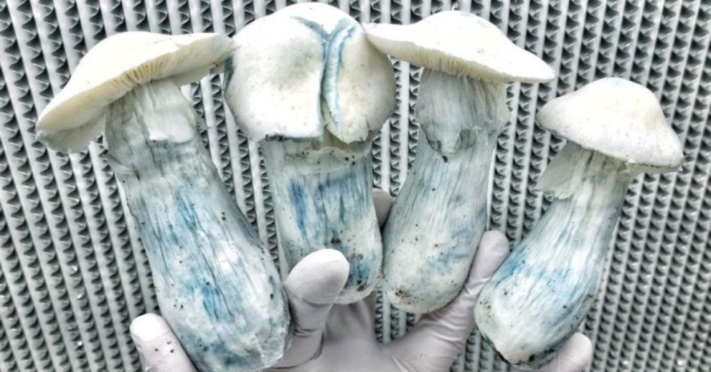 Albino Penis Envy Cogumelo albino penis envy Cogumelo APE Psilocybe cubensis Albino Penis Envy Cogumelo mágico Albino Penis Envy