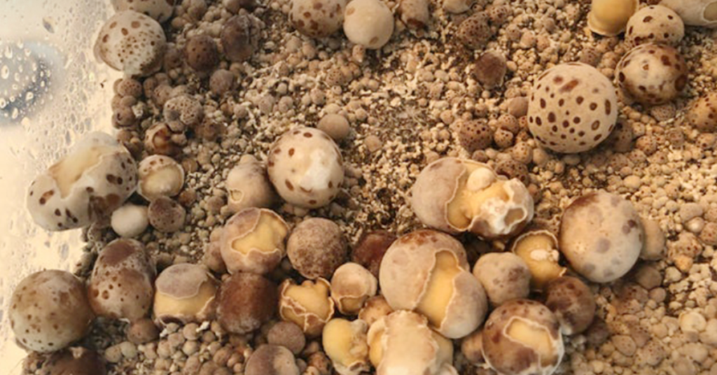 Albino Penis Envy Cogumelo albino penis envy Cogumelo APE Psilocybe cubensis Albino Penis Envy Cogumelo mágico Albino Penis Envy