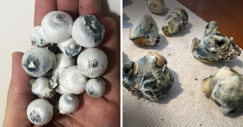 Albino Penis Envy Cogumelo albino penis envy Cogumelo APE Psilocybe cubensis Albino Penis Envy Cogumelo mágico Albino Penis Envy