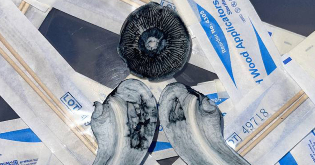Albino Penis Envy Cogumelo albino penis envy Cogumelo APE Psilocybe cubensis Albino Penis Envy Cogumelo mágico Albino Penis Envy