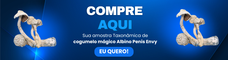 Albino Penis Envy Cogumelo albino penis envy Cogumelo APE Psilocybe cubensis Albino Penis Envy Cogumelo mágico Albino Penis Envy