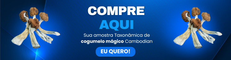 Cogumelo Cambodian Psilocybe cubensis cambodian Efeitos cogumelos cambodian Cogumelo mágico cambodian Cogumelo sagrado cambodian