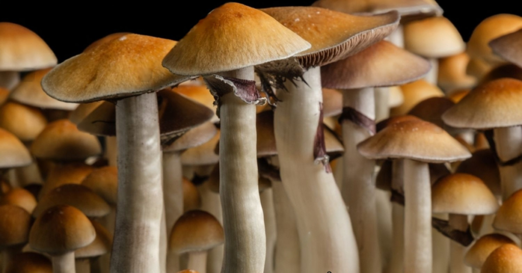 Cogumelo Cambodian Psilocybe cubensis cambodian Efeitos cogumelos cambodian Cogumelo mágico cambodian Cogumelo sagrado cambodian