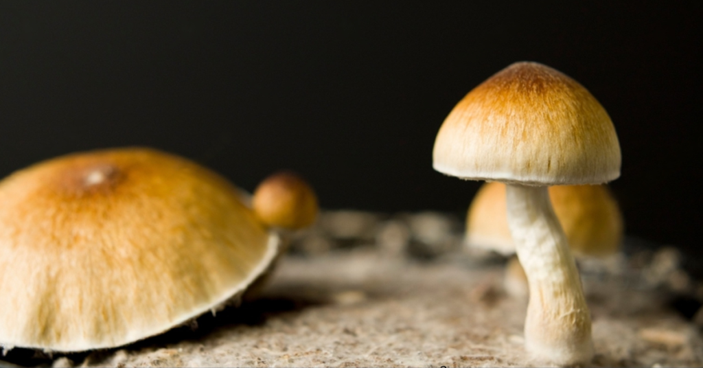 Cogumelo Cambodian Psilocybe cubensis cambodian Efeitos cogumelos cambodian Cogumelo mágico cambodian Cogumelo sagrado cambodian