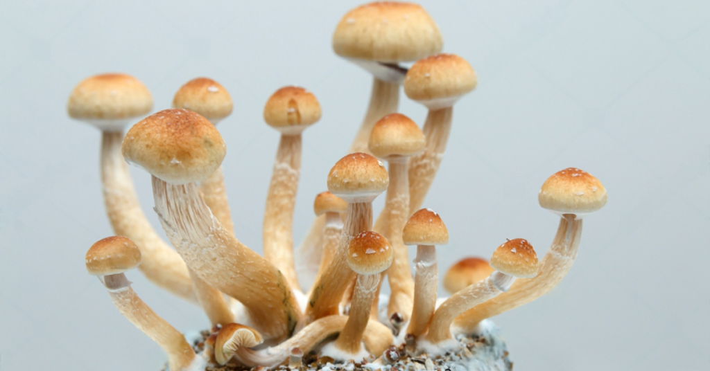 Cogumelo Cambodian Psilocybe cubensis cambodian Efeitos cogumelos cambodian Cogumelo mágico cambodian Cogumelo sagrado cambodian